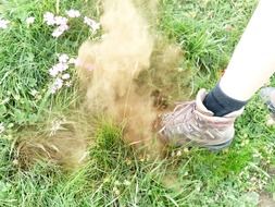 Shoe in the dust