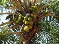 green big coconuts on a palm tree