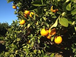 orange tree in valencia