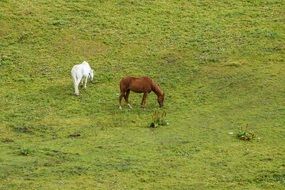 two horses on pasture