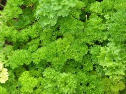 parsley spice herbs