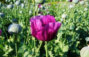 closeup view of purple poppies on the field