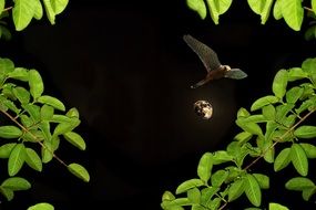 moon night birds