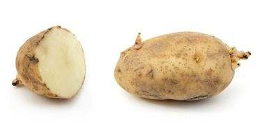 Russet Burbank potato