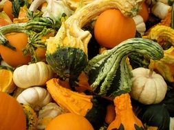 variety of zucchini harvest close-up