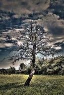 lonely tree in green field cluds in the sky scene