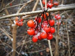 red mountain ash in the snow