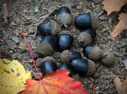 Black acorn nuts on the ground