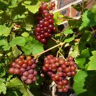 Juicy red grapes in the garden