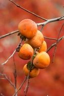 ripe persimmon on the tree