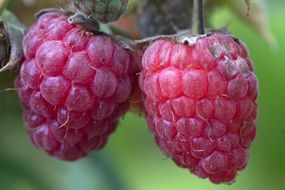 fresh and beautiful raspberries