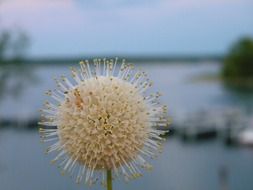 macro photo of the fluffy seed pod
