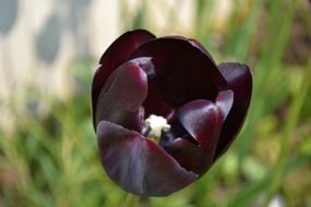 Natural violet tulip flower