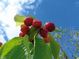 red cherries fruit in the garden spring closeup