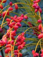 incredibly tasty palm fruit