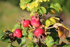 red rosehip berries on a bush