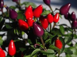 ornamental hot peppers