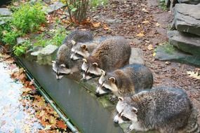 raccoon mammal drinking