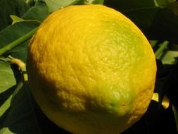 yellow green lemon on a branch