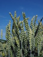 wheat field on a clear sunny day