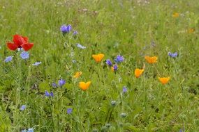 wild flowers on a meadow