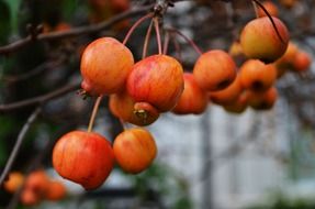 ripe wild apples