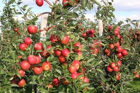 apple trees with red fruits at garden