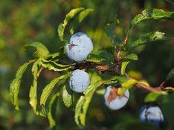 picture of the blue berries in nature