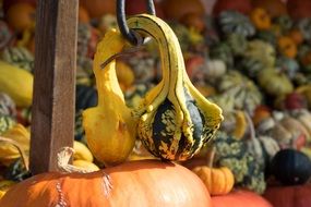 multi-colored pumpkins in october