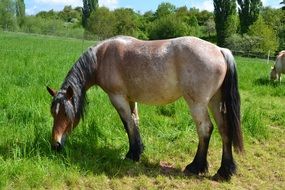 a horse eating grass