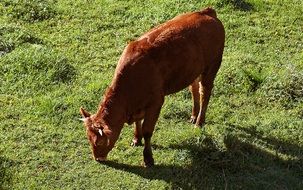 Young brown cow on pasture in Poland