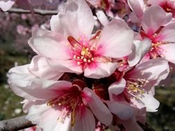 flowers of the almond tree close up