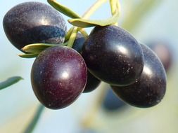 Black olives on the tree