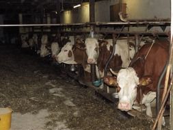 cows in a farm stall