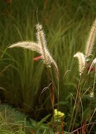 decorative grass in the sunlight