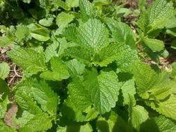 juicy green nettle