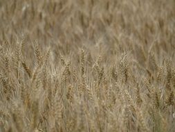 wheat field with ears