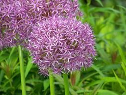 leek blossom