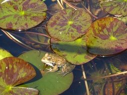 frog on the lily