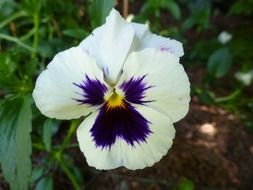 White pansies in the garden