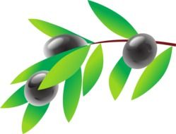 black olives on the branch drawing at white background