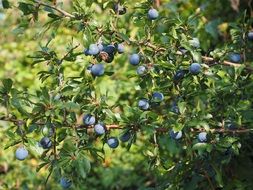 schlehe fruit bush close-up on blurred background