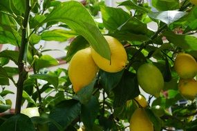 lemon tree with fresh fruits