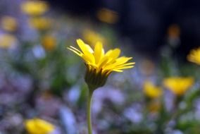 yellow marigold, calendula blossom