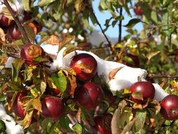 red apple branch with snow closeup