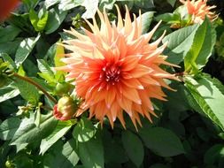 orange dahlia blooming outdoor