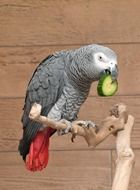 African parrot with a piece of cucumber in its beak