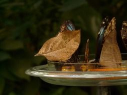 exotic butterflies feeding on plate