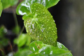 fern leaf in drops of rain