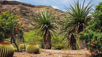 big green cacti in arizona